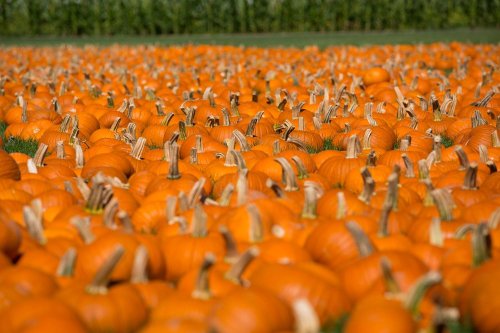 A vast field filled with bright orange pumpkins, with green grass peeking through between them.