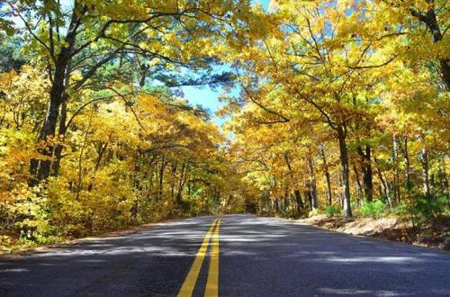 A scenic road lined with vibrant autumn trees, showcasing bright yellow and orange foliage under a clear blue sky.