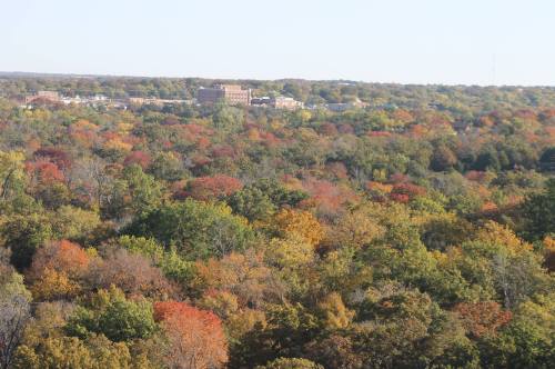 A panoramic view of a colorful forest in autumn, showcasing vibrant red, orange, and yellow foliage.