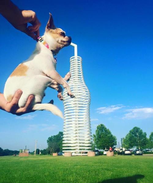 A small dog is held up in front of a large, whimsical bottle-shaped sculpture against a clear blue sky.