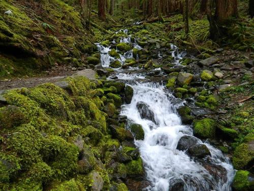 A serene stream flows over moss-covered rocks in a lush, green forest.