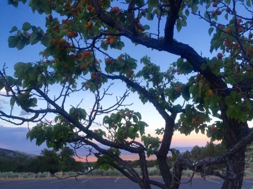 A tree with orange fruit against a sunset sky, with a parking area visible in the background.