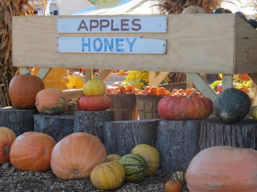 A wooden stand displays "Apples" and "Honey," surrounded by various pumpkins and gourds on a rustic backdrop.