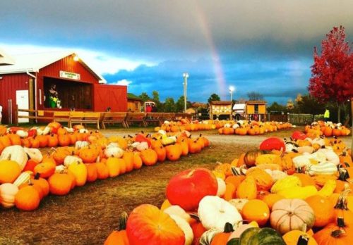 A vibrant pumpkin patch with various pumpkins, a rainbow in the sky, and a red barn in the background.