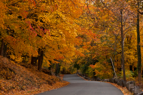 A winding road surrounded by vibrant autumn trees with orange and yellow leaves.