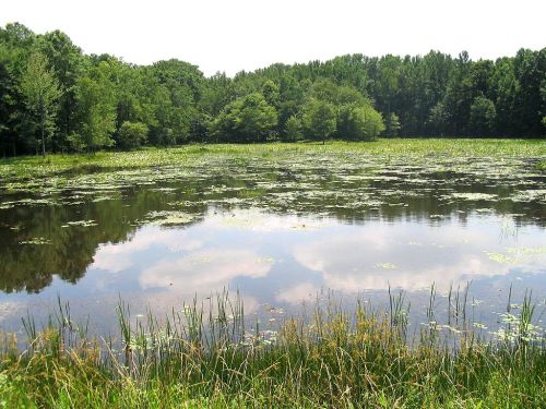 A serene pond surrounded by lush greenery and trees, reflecting the sky and lily pads on the water's surface.