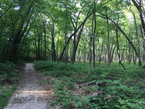 A sandy path winds through a lush green forest with tall trees and dense underbrush.