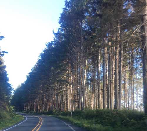 A winding road surrounded by tall trees under a clear blue sky.