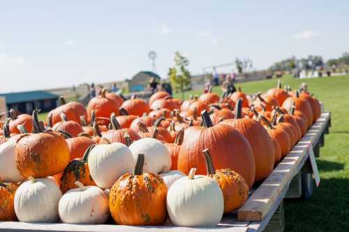 A variety of pumpkins, including orange and white, displayed on a wooden table in a sunny outdoor setting.