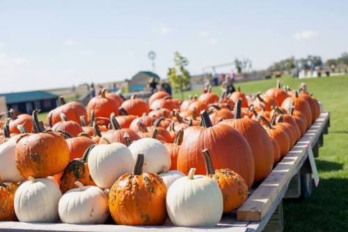 A variety of pumpkins, including orange and white, displayed on a wooden table in a sunny outdoor setting.