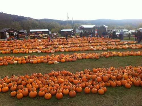 A pumpkin patch filled with rows of orange pumpkins, with people browsing and farm buildings in the background.