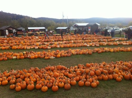 A pumpkin patch with rows of orange pumpkins and visitors browsing in the background, set against a hilly landscape.