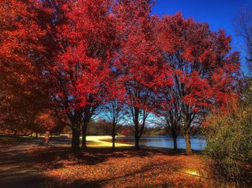 Vibrant red trees by a calm lake, with a clear blue sky and fallen leaves on the ground, showcasing autumn beauty.