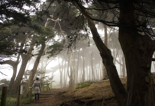 A person stands on a misty forest path, surrounded by tall trees and a serene, foggy atmosphere.