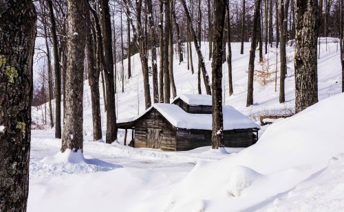 A rustic wooden cabin surrounded by tall trees, blanketed in snow on a winter day.