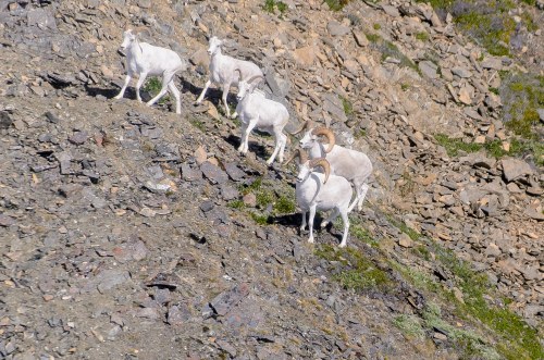 A group of white mountain goats with curved horns on a rocky hillside.