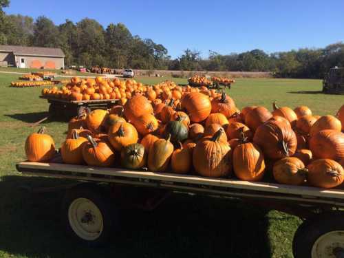 A field filled with orange pumpkins on wooden carts under a clear blue sky.