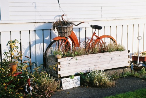 A vintage orange bicycle with a basket, surrounded by flowers in a wooden planter against a white fence.