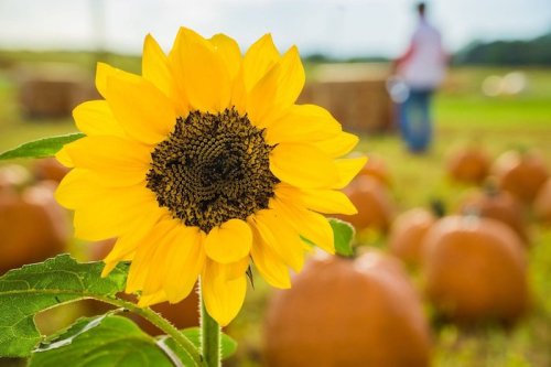 A vibrant sunflower in the foreground with pumpkins in a field and a blurred figure in the background.