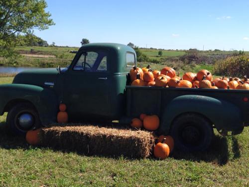 A vintage green truck filled with pumpkins, parked beside a hay bale in a sunny rural landscape.