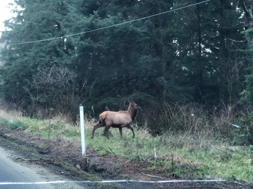 A lone elk stands near a forested area beside a road, surrounded by trees and underbrush.