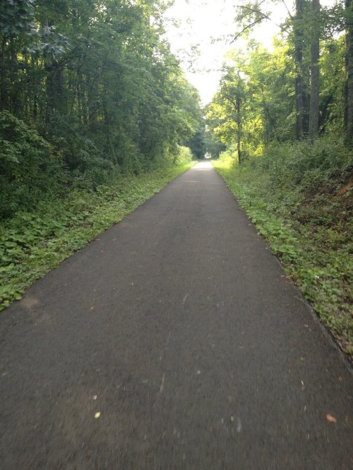 A serene, tree-lined path stretches into the distance, surrounded by lush greenery and dappled sunlight.