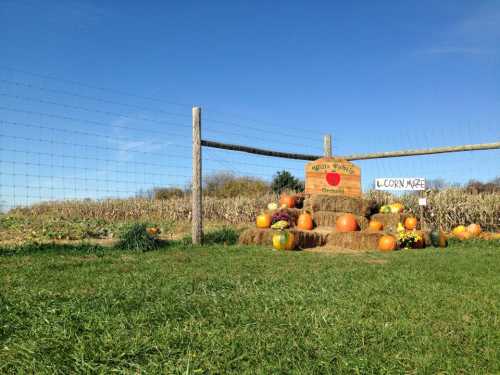 A pumpkin display with hay bales and a sign in front of a corn maze, set against a clear blue sky.