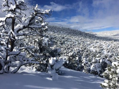 A snowy landscape with trees covered in snow, set against a backdrop of rolling hills and a blue sky.