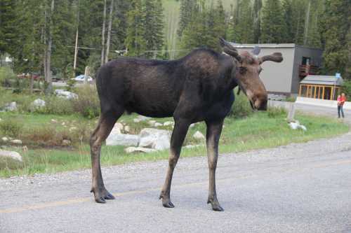 A moose standing on a roadside with trees and a building in the background.