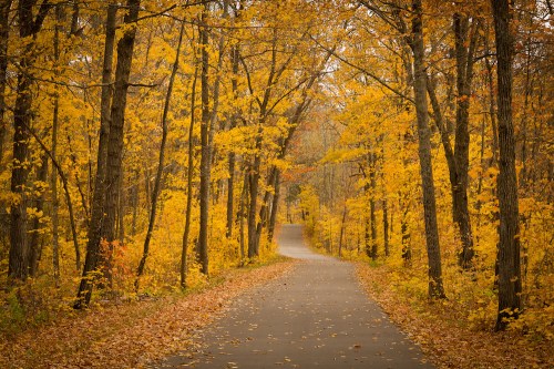 A winding path through a forest of vibrant autumn trees with golden leaves.