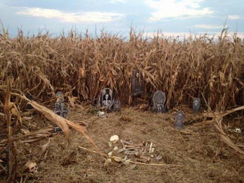 A spooky scene in a cornfield featuring tombstones and skulls among dry corn stalks under a cloudy sky.