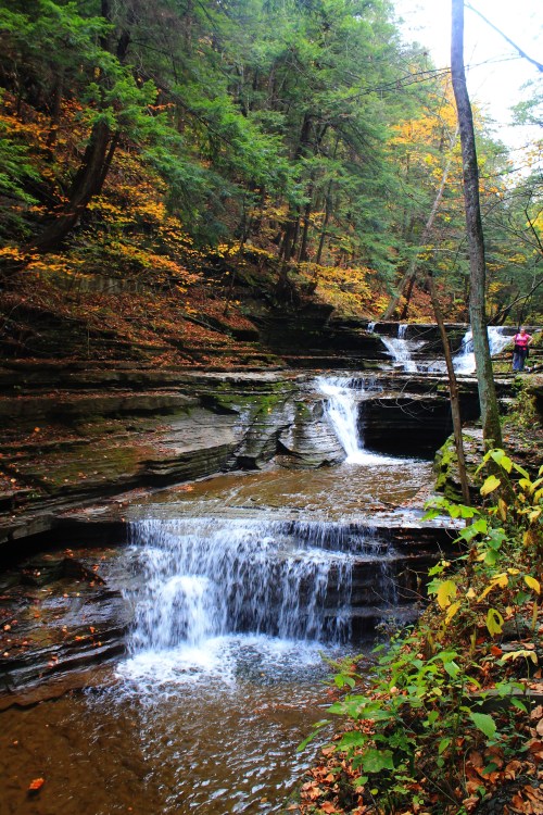 A serene forest scene featuring a flowing stream and small waterfalls, surrounded by autumn foliage.