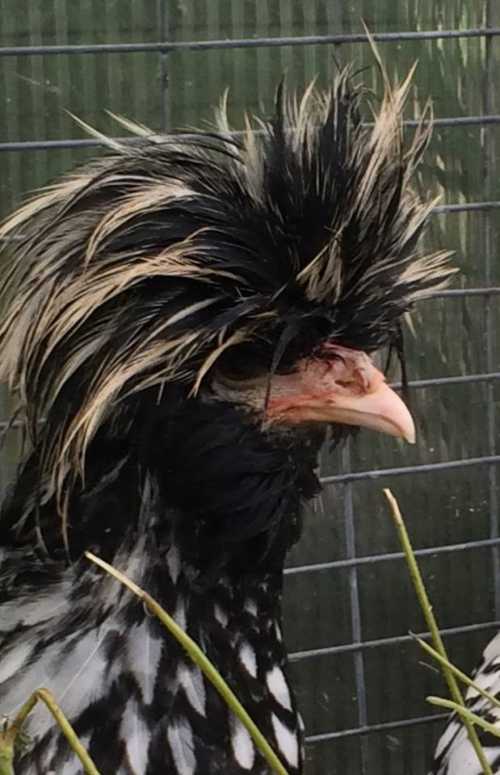 A close-up of a unique chicken with a striking, spiky black and blonde feathered crest.