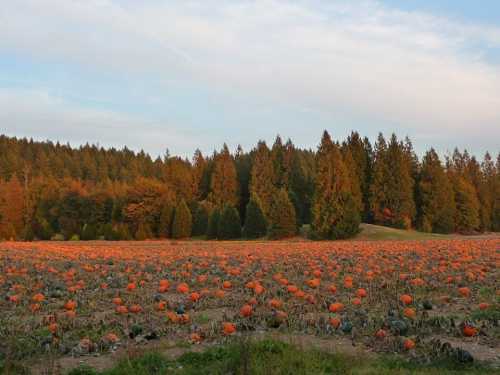 A pumpkin patch filled with orange pumpkins, surrounded by trees with autumn foliage under a clear sky.