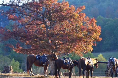 Horses with saddles stand under a vibrant autumn tree, surrounded by colorful foliage and a scenic landscape.