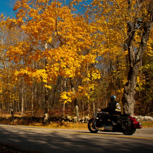 A motorcyclist rides along a road surrounded by vibrant autumn trees with golden leaves.