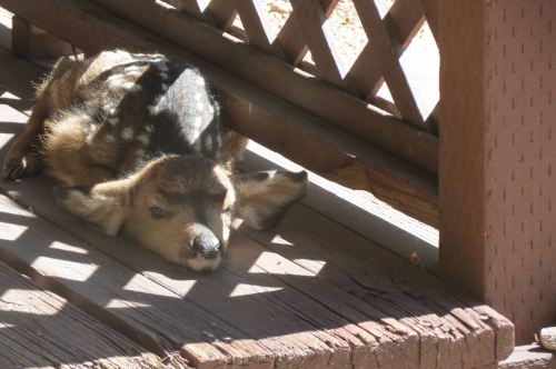 A young deer lies on a wooden deck, resting in the shade with sunlight casting shadows around it.