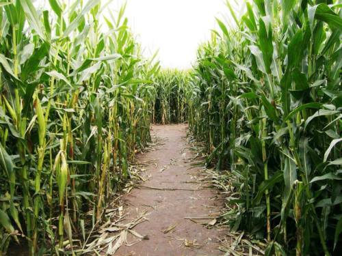 A narrow path through tall green corn stalks in a field, leading into the distance.
