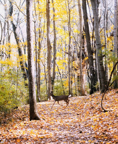 A deer walks through a sunlit forest with golden autumn leaves on the ground and trees in the background.