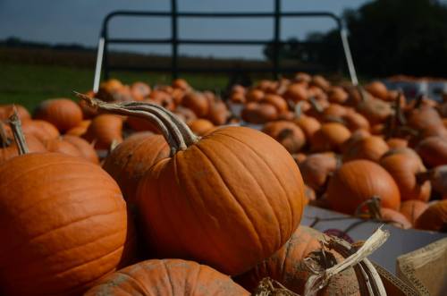 A close-up of vibrant orange pumpkins piled on a cart, with a sunny field in the background.