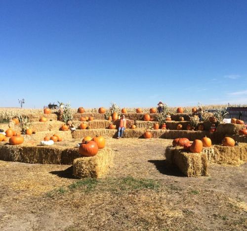 A sunny pumpkin patch with hay bales and numerous pumpkins scattered across a field under a clear blue sky.