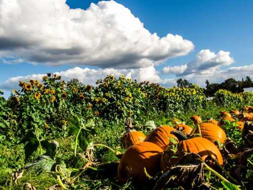 A vibrant field with pumpkins in the foreground and sunflowers under a blue sky with fluffy clouds.