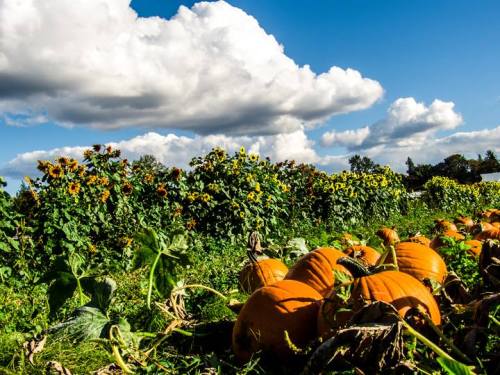 A vibrant field with pumpkins in the foreground and sunflowers under a blue sky with fluffy clouds.