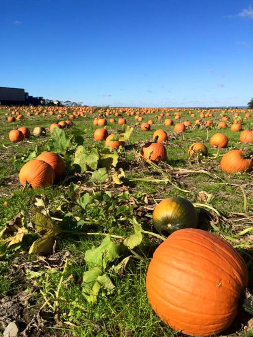 A vast pumpkin patch with numerous orange pumpkins scattered across a green field under a clear blue sky.