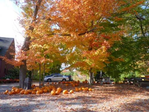 A vibrant autumn scene with orange and yellow leaves, pumpkins scattered on the ground, and a car parked nearby.