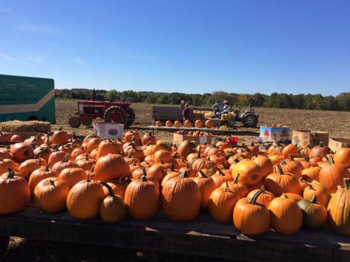 A field of pumpkins with a tractor in the background and people preparing for harvest under a clear blue sky.