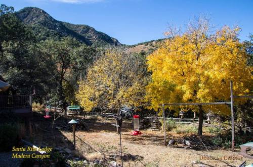A scenic view of Madera Canyon with vibrant yellow trees, mountains in the background, and bird feeders in the foreground.