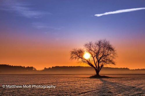 A solitary tree silhouetted against a vibrant sunrise over a misty field, with soft colors in the sky.