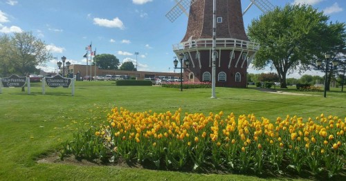 A vibrant field of yellow tulips in front of a windmill, with a clear blue sky and green grass.