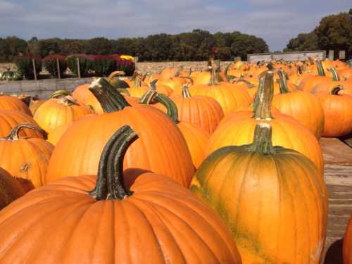 A field of bright orange pumpkins with green stems, set against a backdrop of trees and colorful flowers.